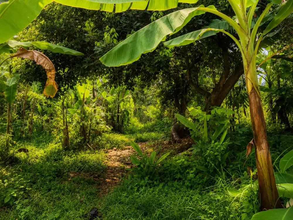 DIJUAL TANAH KAVLING DI BEKASI