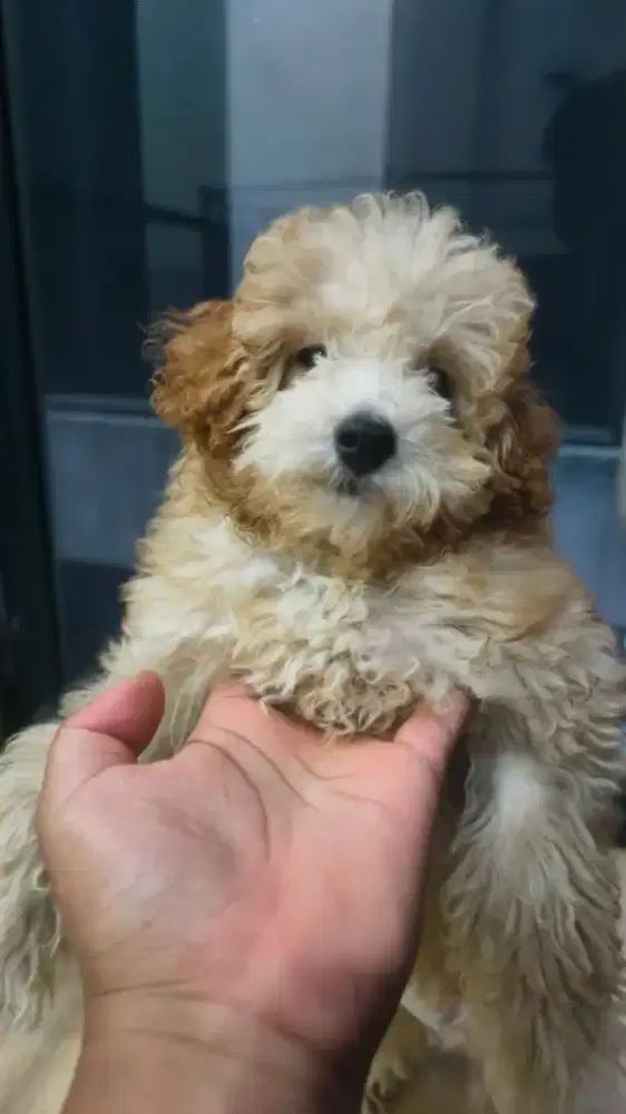 Toy Poodle Betina