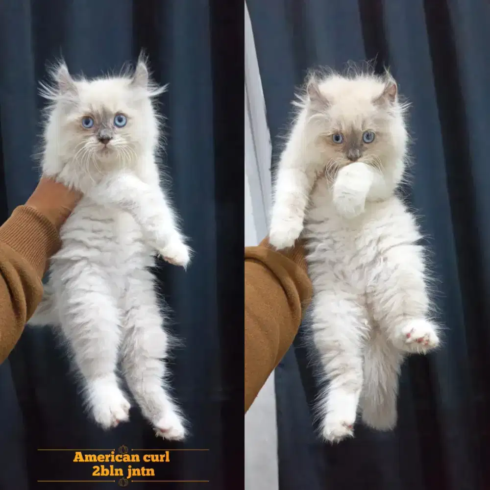 Kitten american curl