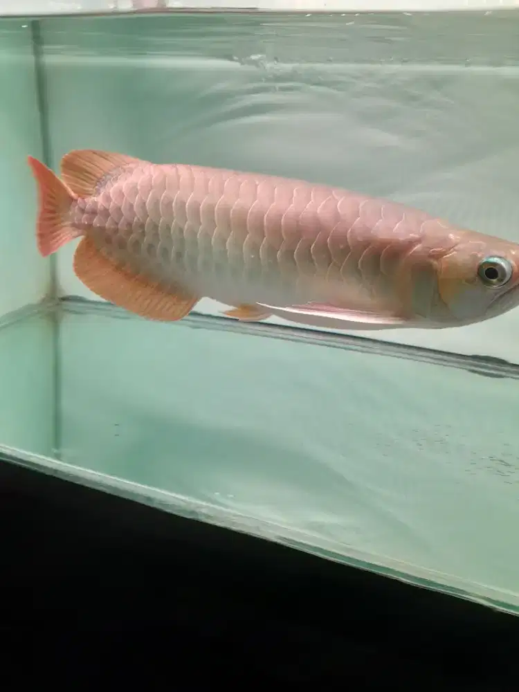Arwana super red