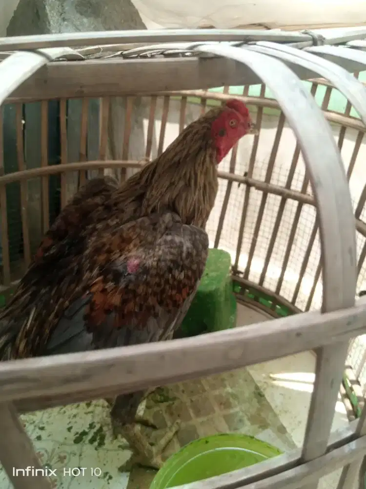 Ayam Bangkok petarung