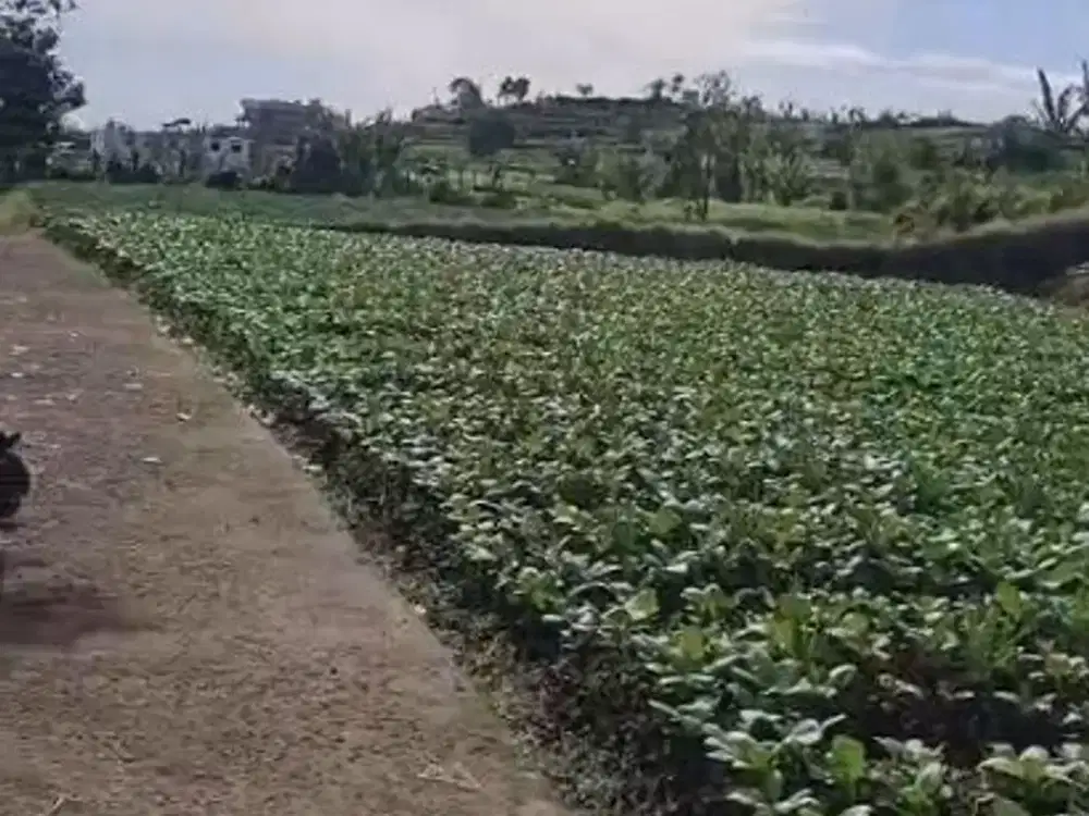 Jual Tanah Puncak Cipanas Murah Untuk Kebun Villa dan Rumah