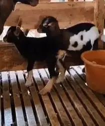 indukan kambing kerdil Nigerian dwarf betinaan bawa anak 2 ekor exotik