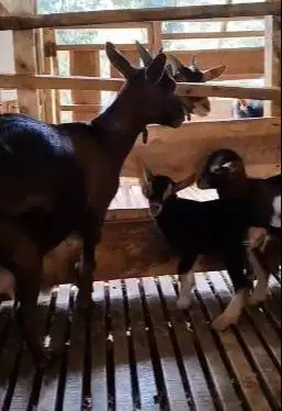indukan kambing kerdil nigerian dwarf betina bawa anak 2 ekor exotik