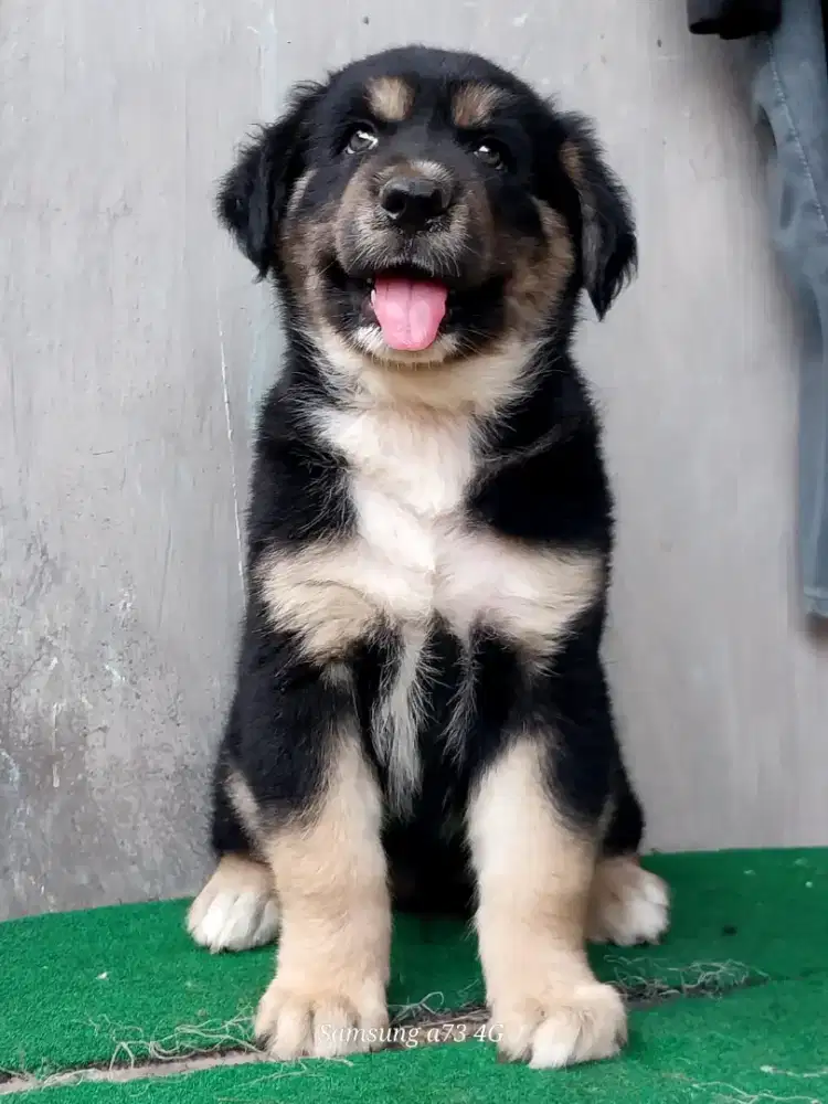 Anakan anjing ras mix