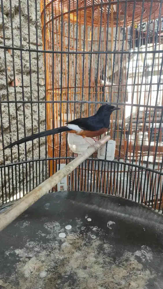 Murai batu medan