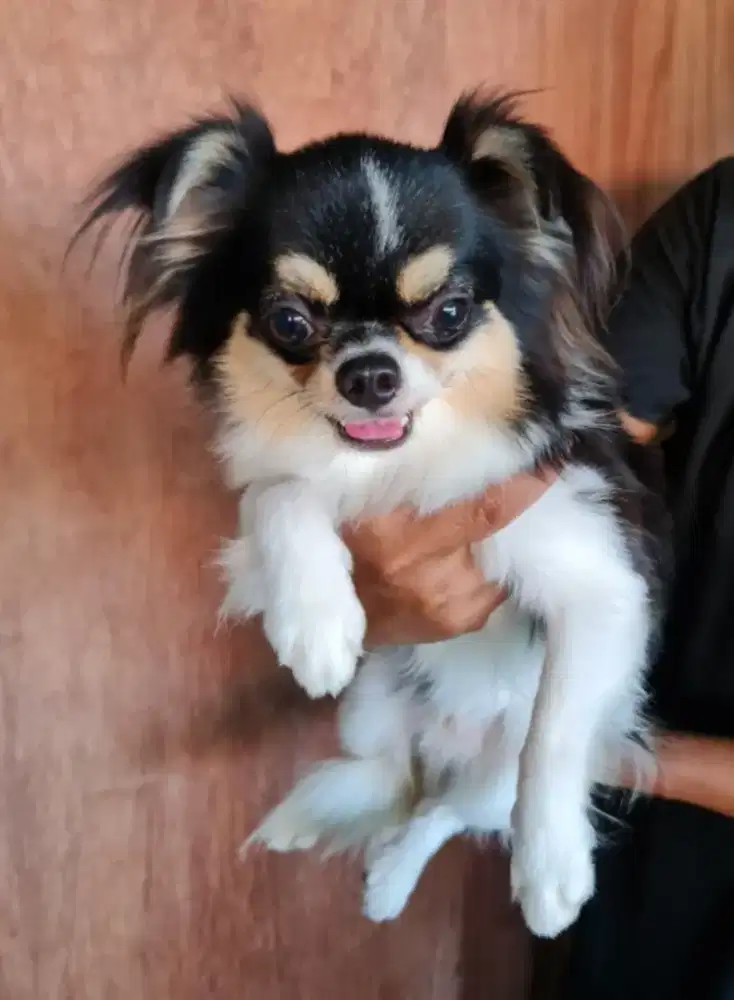 Jual Super Mini CHIHUAHUA Longcoated Pejantan Tangguh