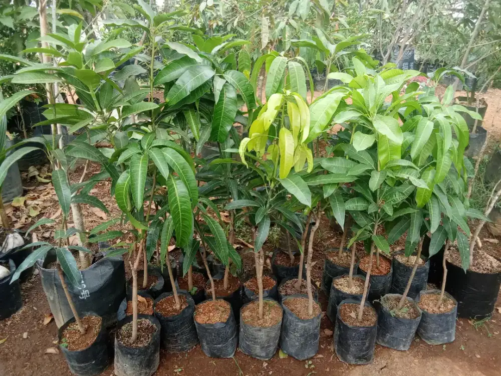 Tanaman buah mangga arumanis