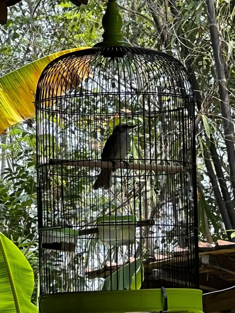 Sanggar Burung trucukan dah bunyi