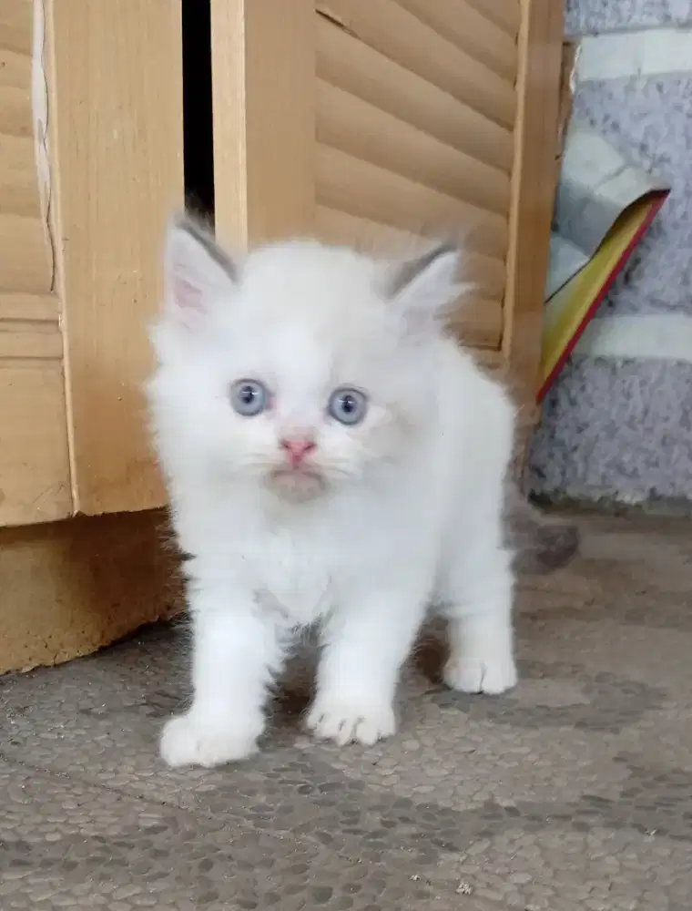 Kitten Ragdoll seal point