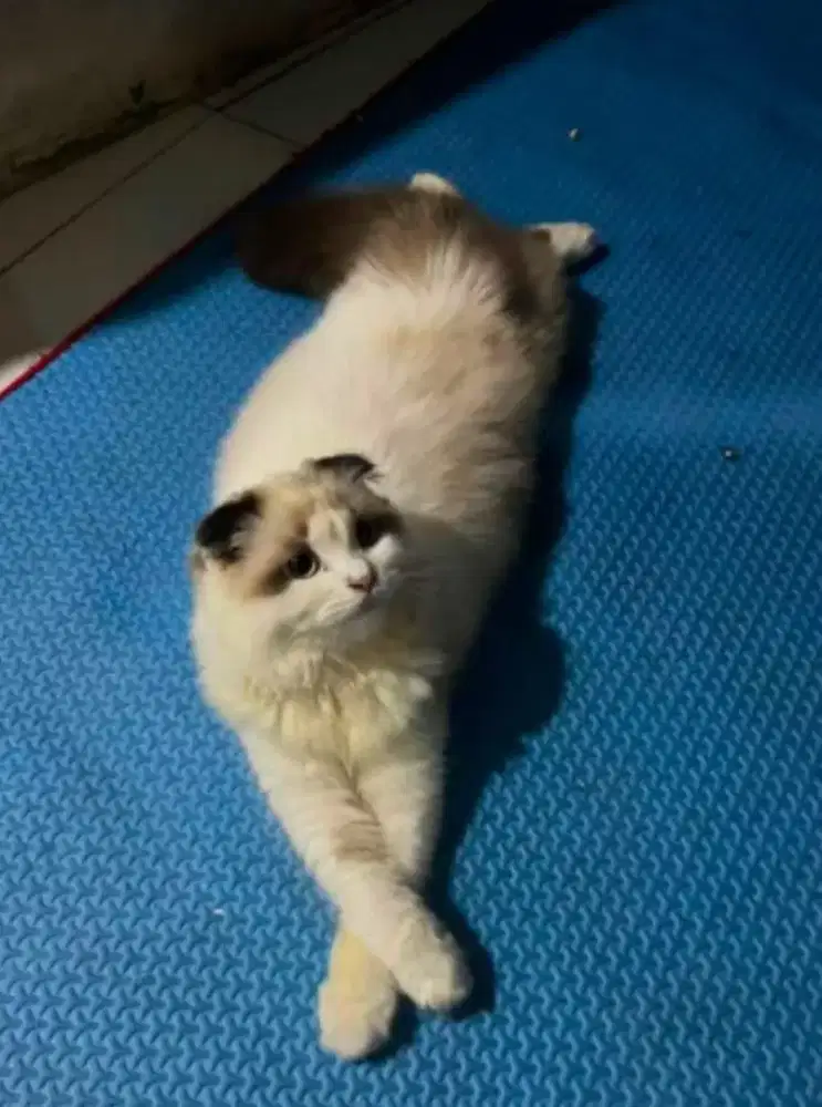 Scottish triple fold motif ragdoll