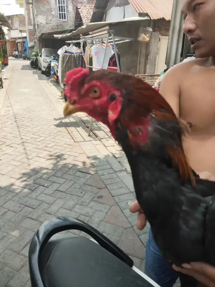 Ayam Bangkok 2 ekor