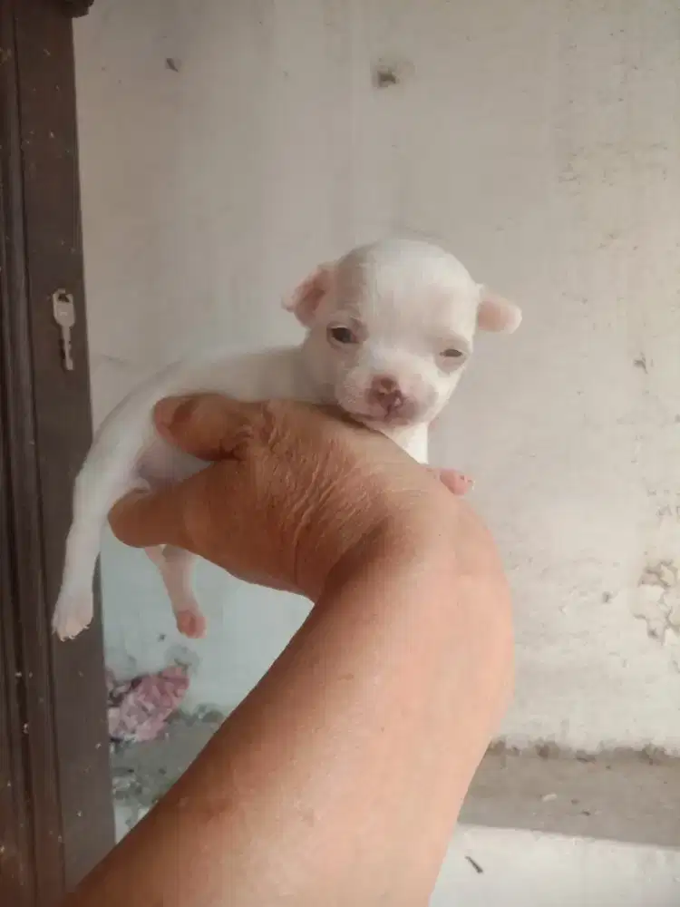 Anakan Chihuahua mini jantan 1 bulan