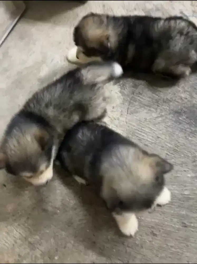 Alaskan malamute abu jantan 3 ekor