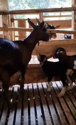 indukan kambing kerdil nigerian dwarf betina TB 35cm bawa anak 2 ekor