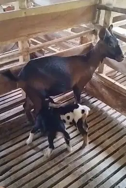 indukan kambing kerdil nigerian dwarf betina TB 35cm bawa anak 2 ekor