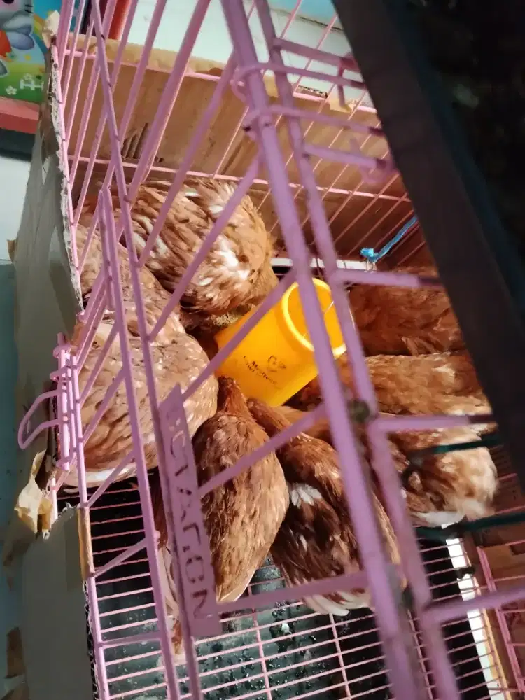 ayam petelur usia 5 bulan sudah vaksin