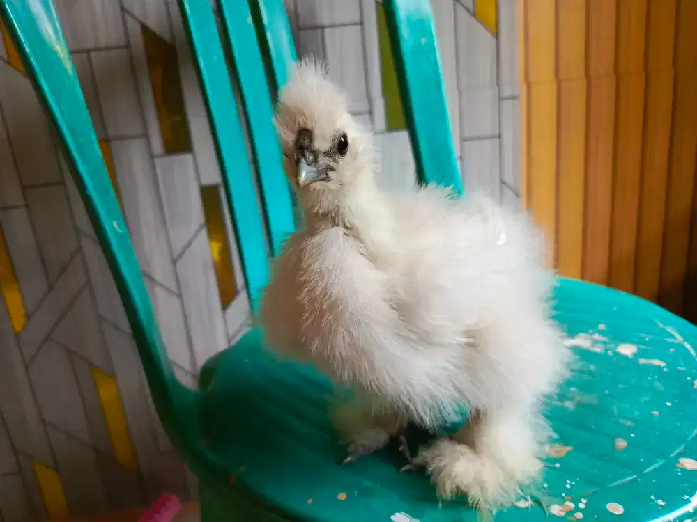 Amerika silkie anak