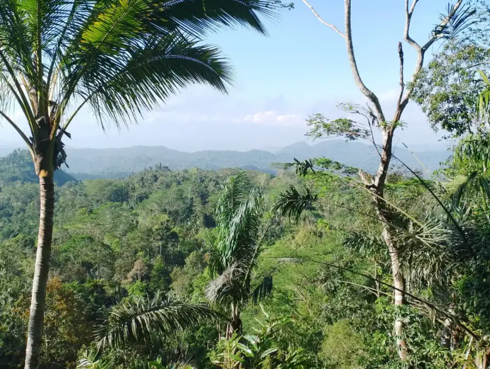 FOR SALE - 47.5 ARE SHM LAND IN KARANGASEM WITH PANORAMIC VIEWS