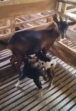 indukan kambing kerdil nigerian dwarf bawa anak 2 ekor TB 35cm exotik