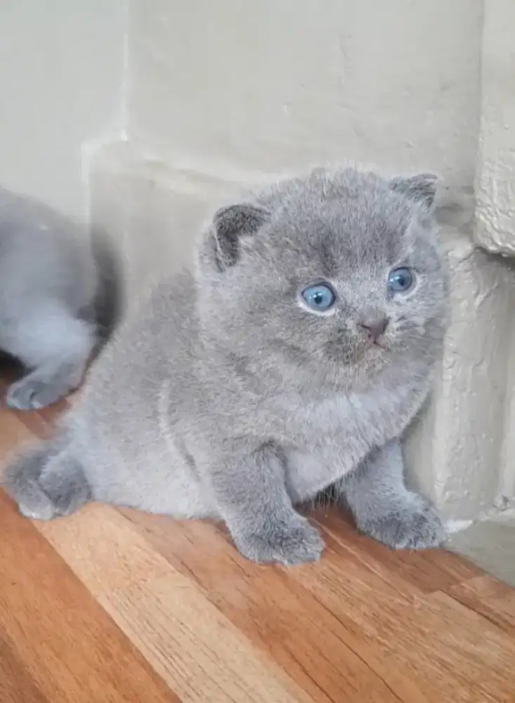 Kitten British shorthair