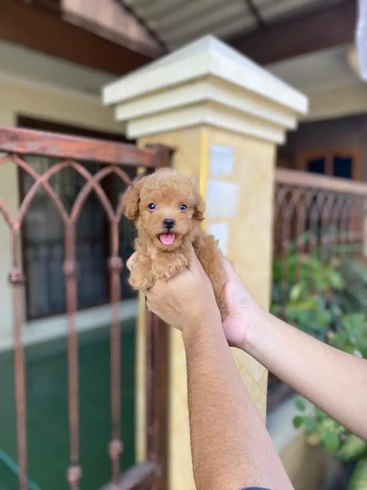 Toy poodle jantan brown
