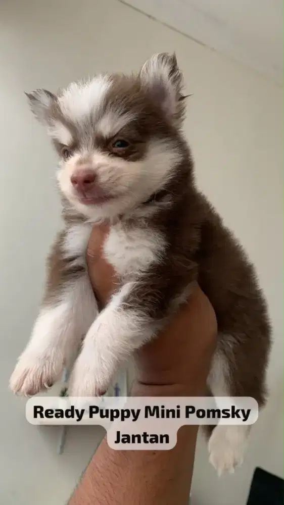 Pomsky anak anjing pom mix husky
