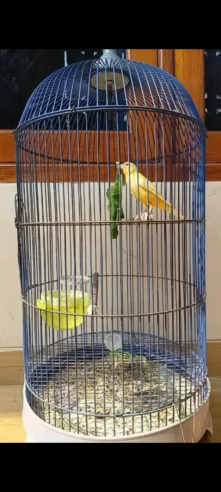 Burung kenari gacoran