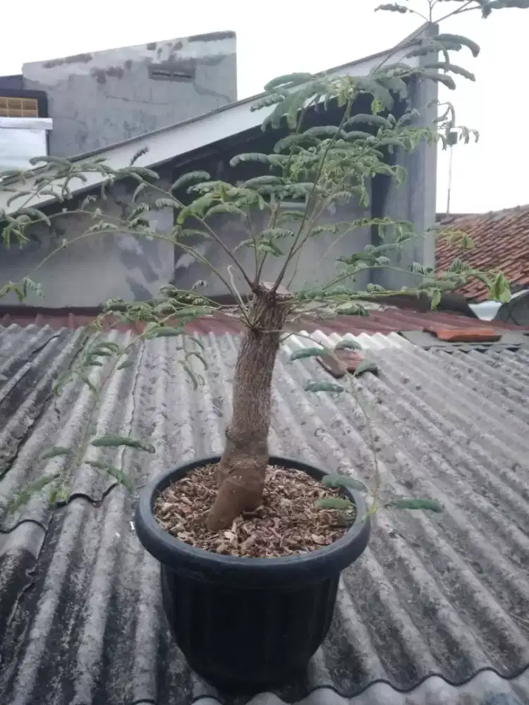 Bonsai Asem Jawa