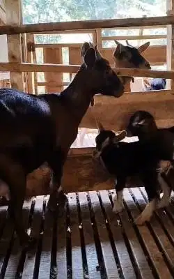 indukan kambing kerdil nigerian dwarf TB 35cm bawa anak 2 ekor exotik