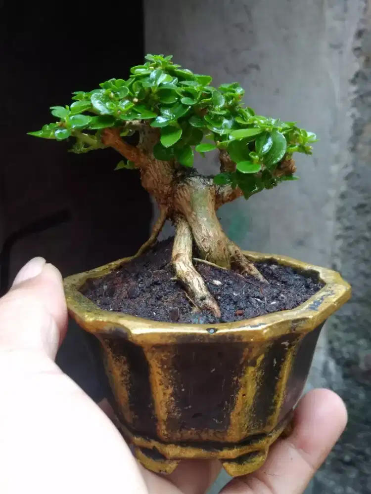 Bonsai Sancang Shito