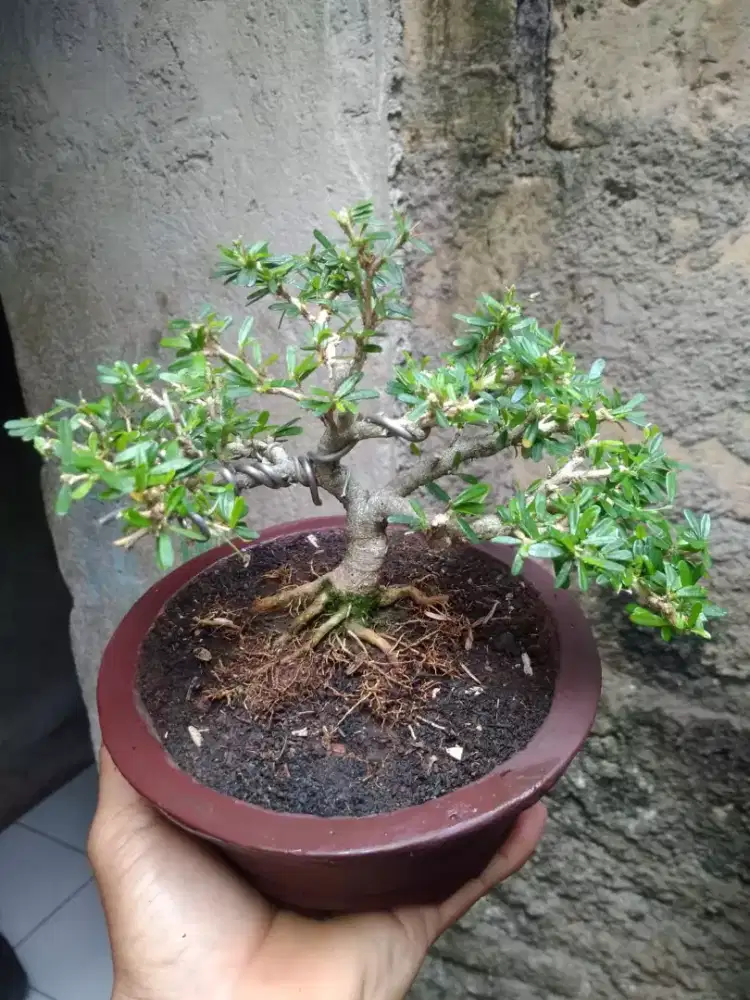 Bonsai Saeng Sibur Vietnam