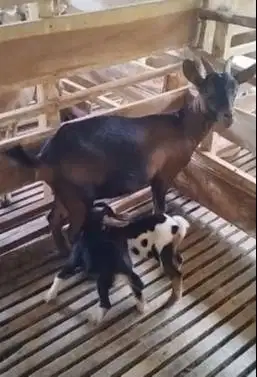 indukan kambing kerdil nigerian dwarf TB 35cm exotik bawa anak 2 ekor