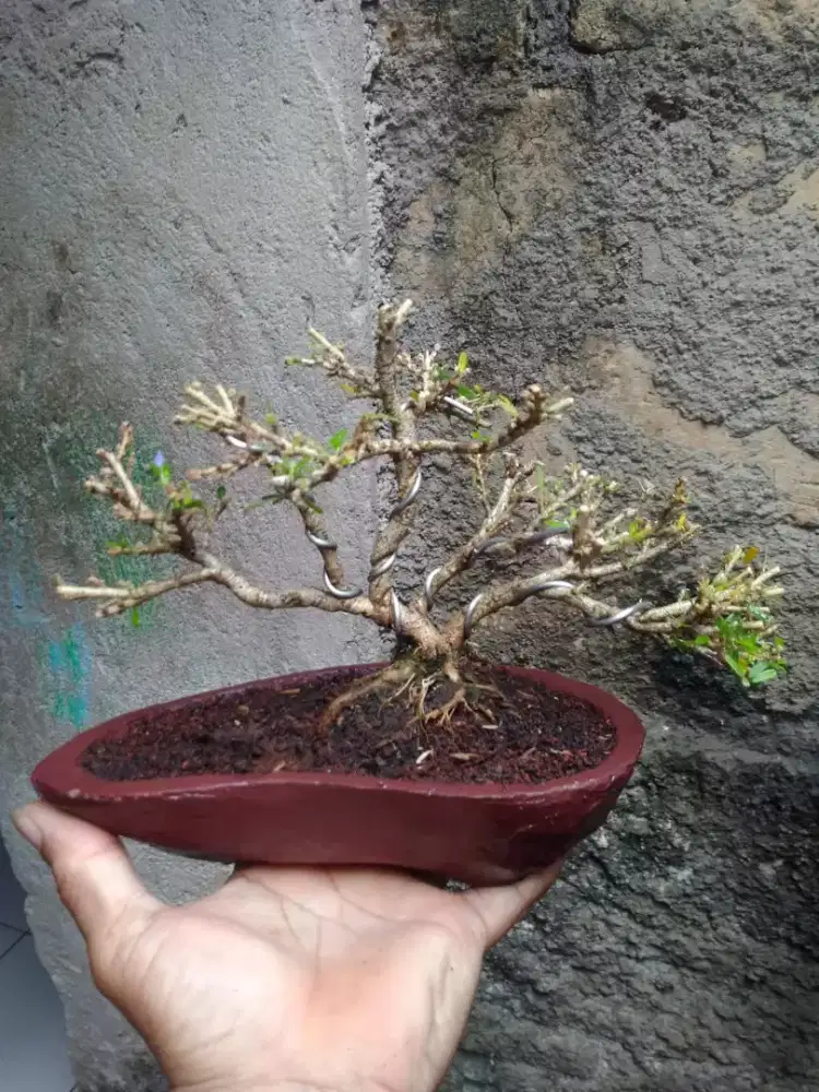 Bonsai Saeng Simbur Vietnam