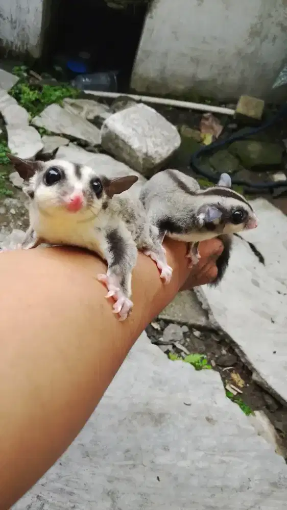 Sugar glider classic grey
