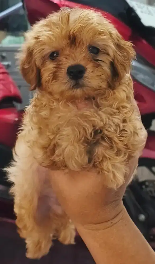 Puppy pure poodle betina dan jantan  usia belum sebulan