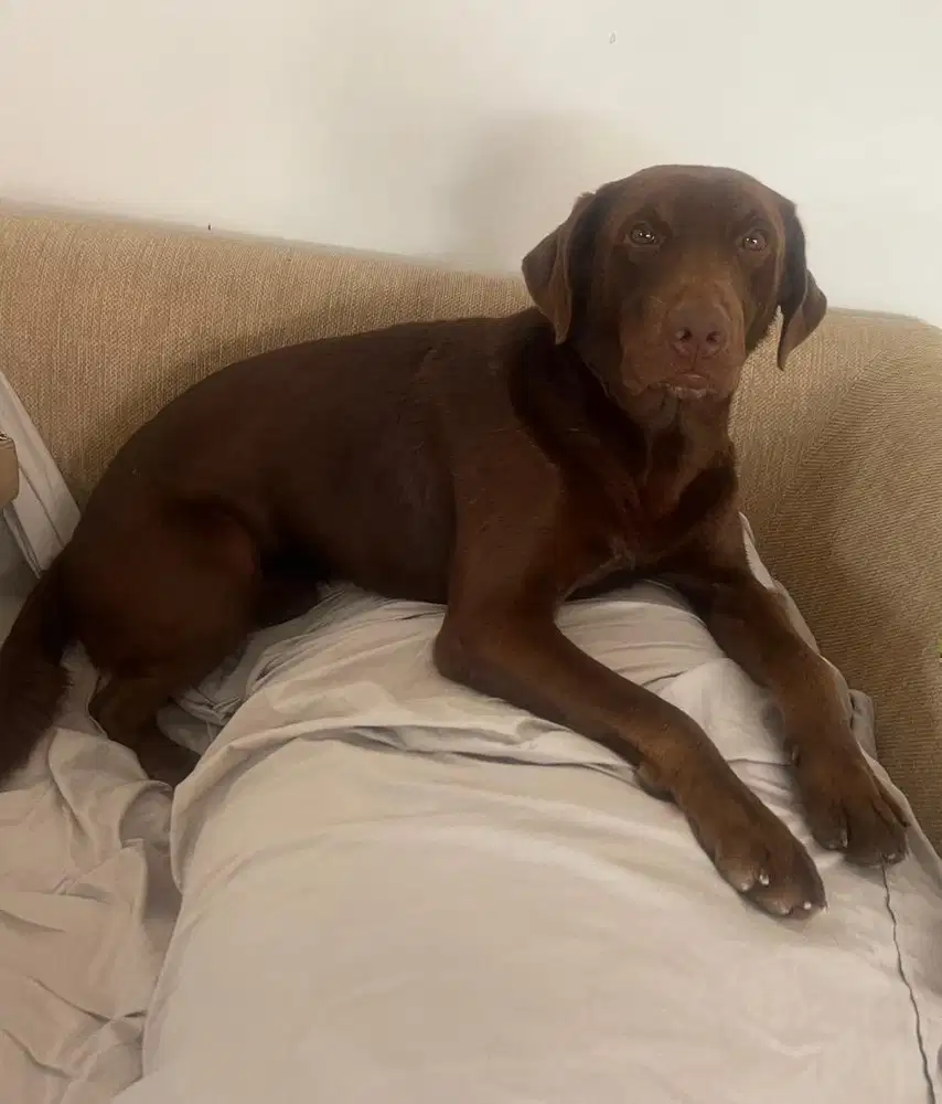 Labrador moca/coklat