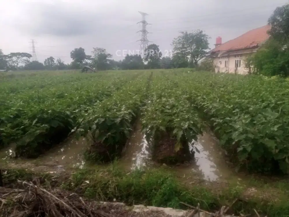 Dijual Tanah Di Pabuaran Subang Jawa Barat
