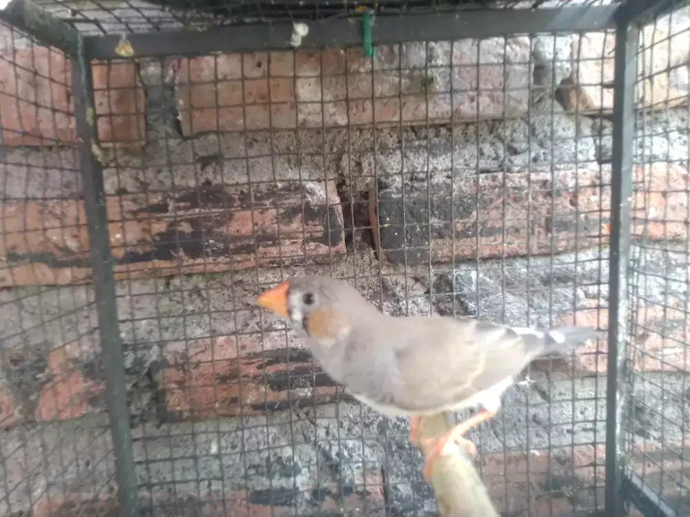 Burung zebra finch