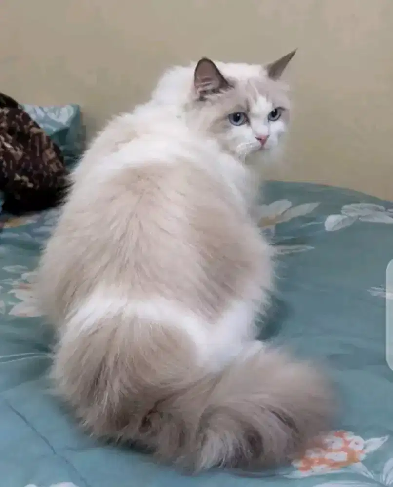 Ragdoll female ped or non ped