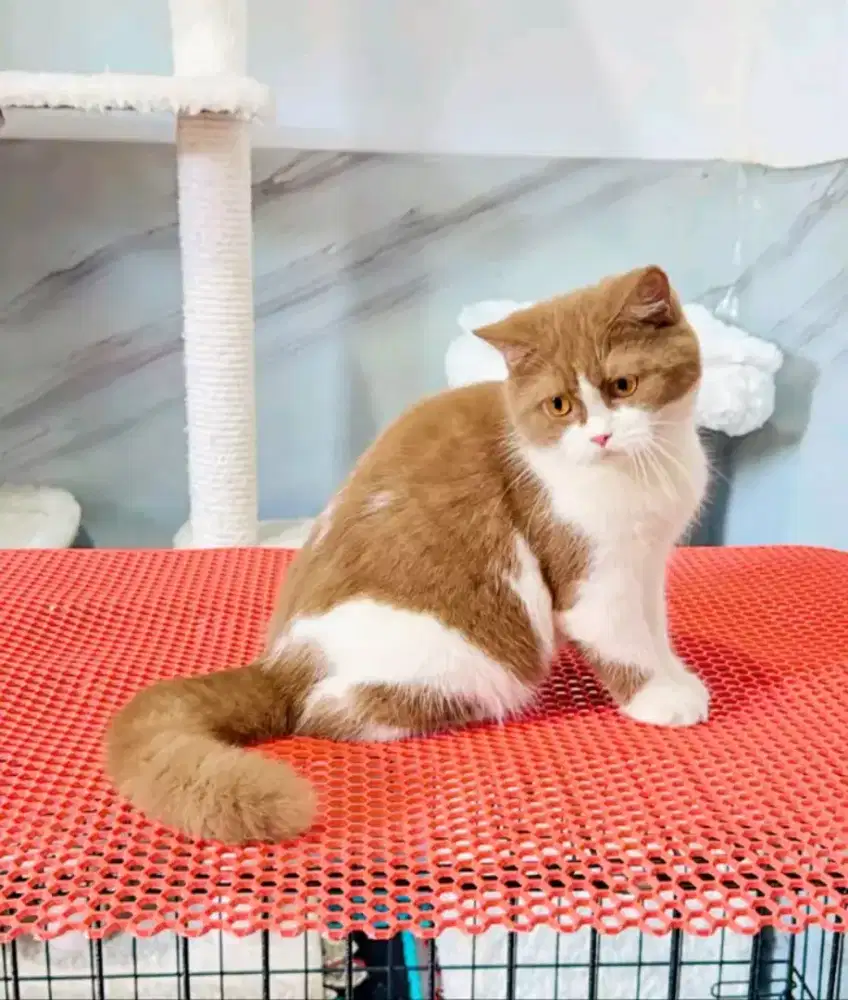 British shorthair bicolor cinamon