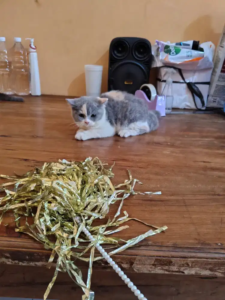 BSH Betina 3 bulan