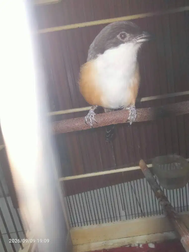 Burung pentet jatim