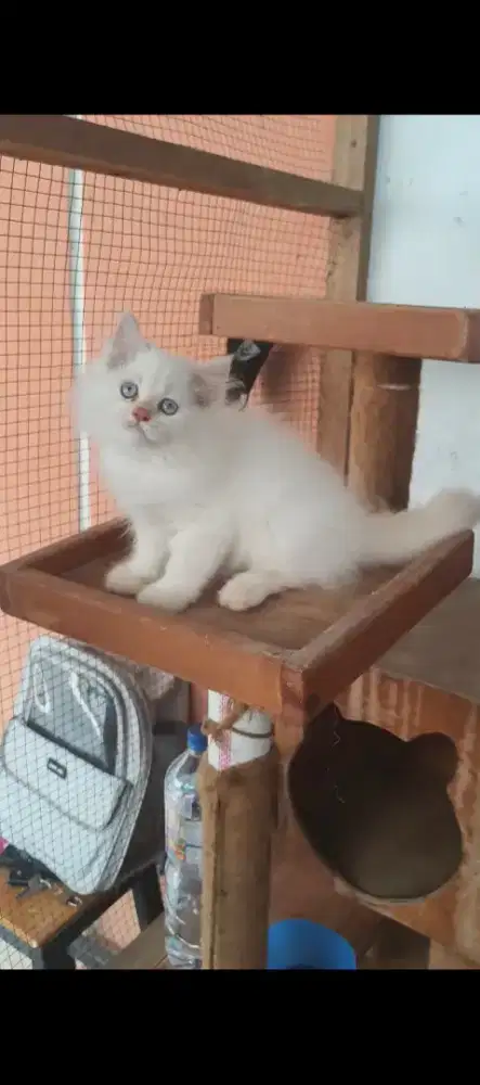 Kucing Persia 2 bulan
