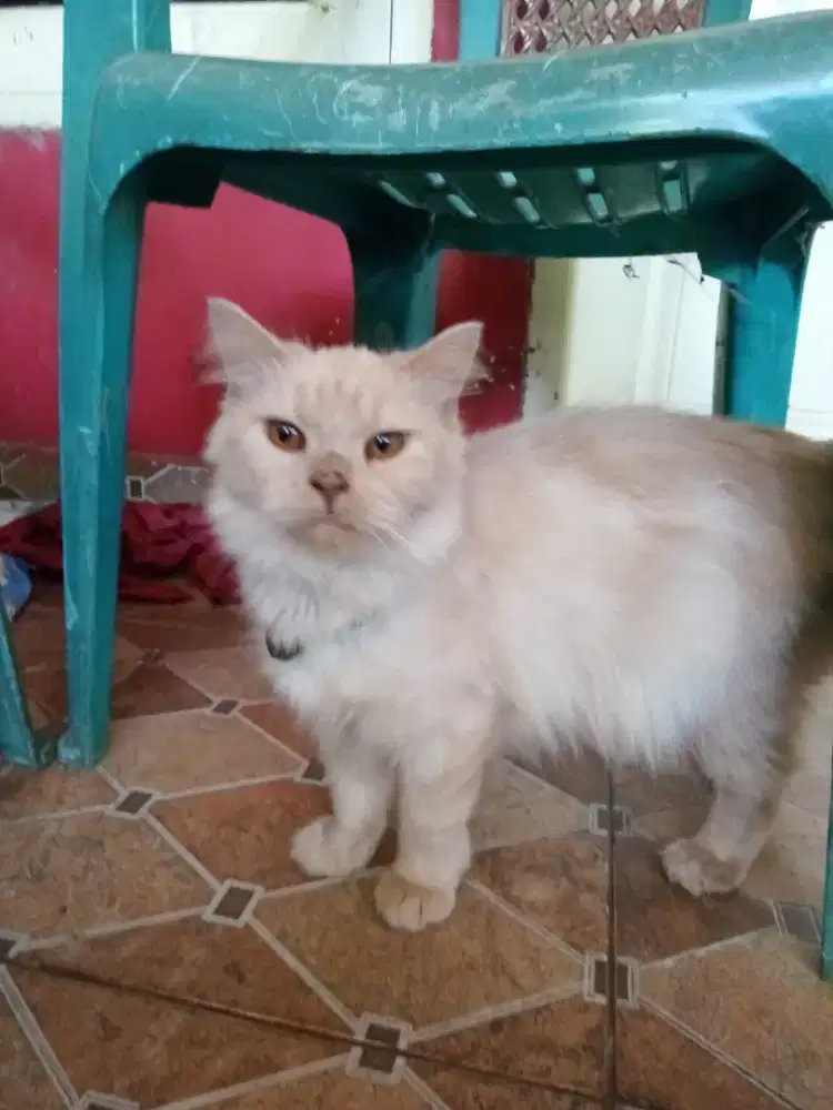Lepas adopsi betina