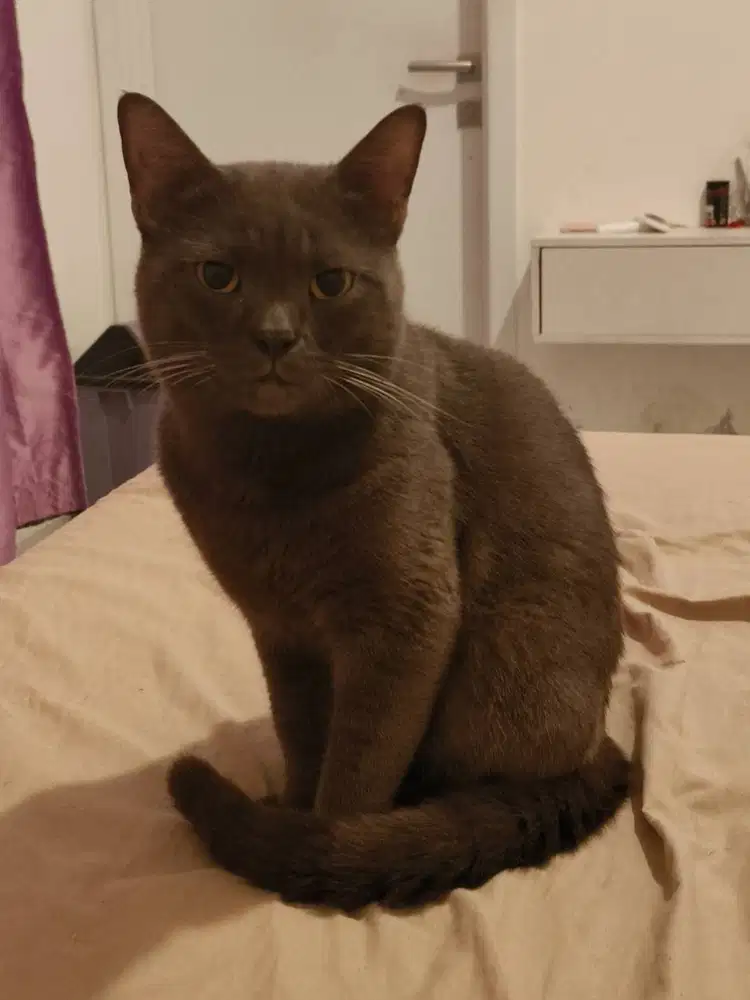 BSH abu kecoklatan bloodline impor