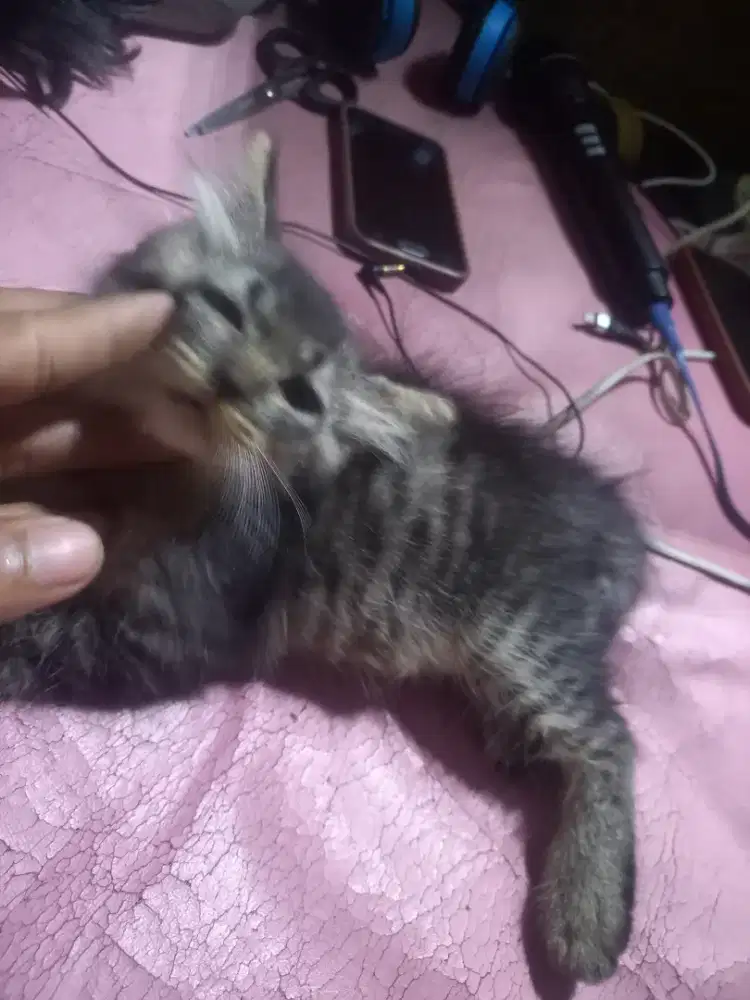Kitten persia 2 bulan lebih