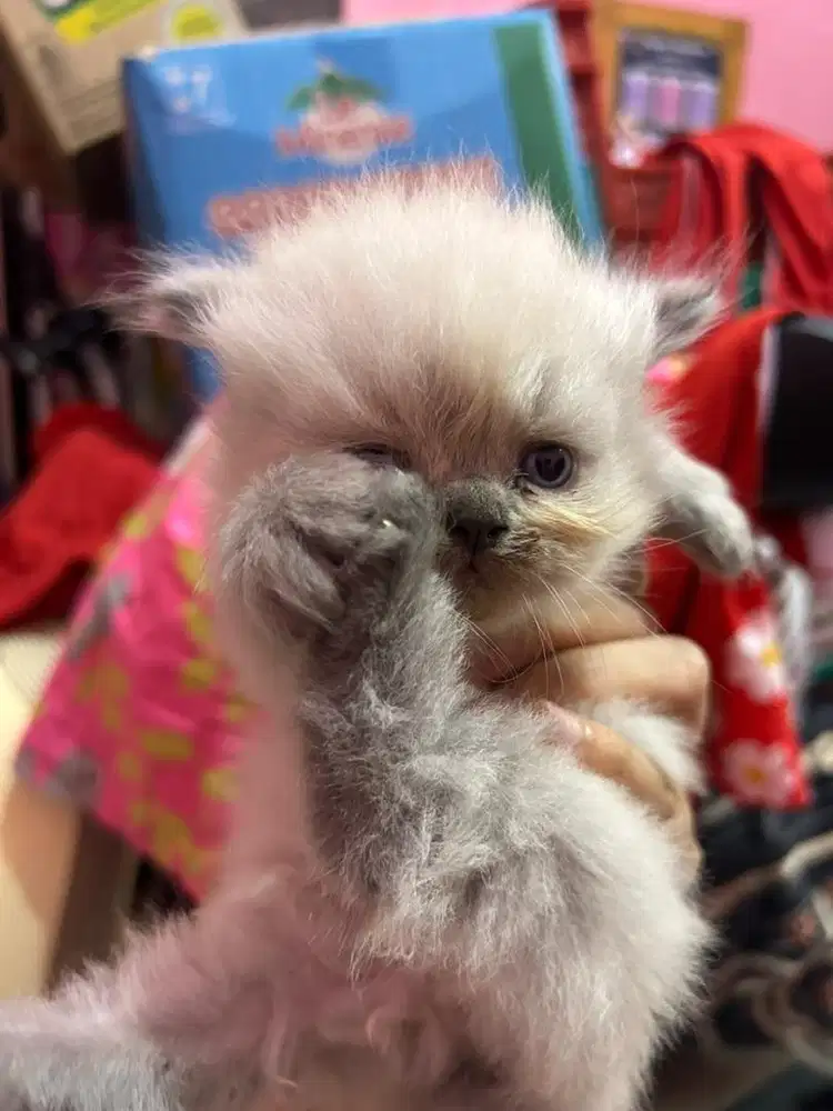 KUCING PERCIA MIX HIMALAYA