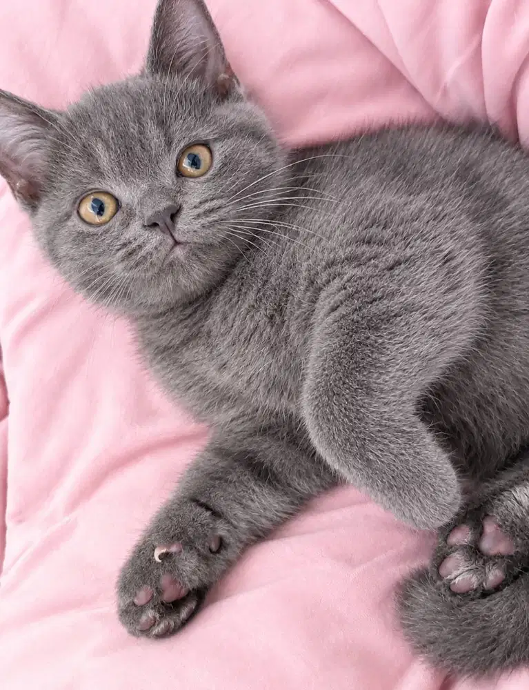 BSH Blue Bloodline impor Gembul