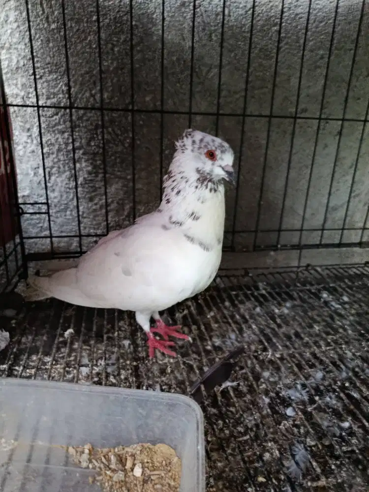 Burung Dara Jambul Jantan